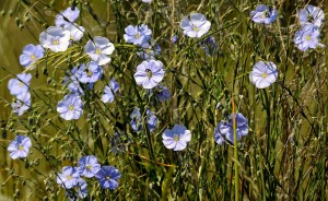 Österreich-Lein -Linum austriacum-