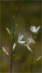 Traubige Graslilie -Anthericum liliago-