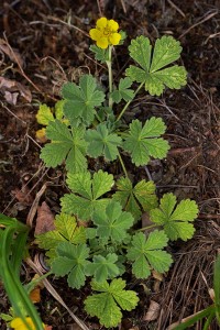 Sand- Fingerkraut -Potentilla incana-