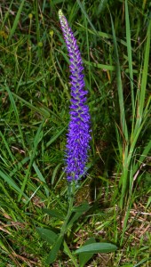 Ähriger Blauweiderich -Pseudolysimachion spicatum-