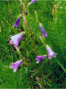 Sibirische Glockenblume 