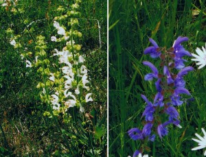 Wiesensalbei -Salvia pratensis- (blau/weiß)