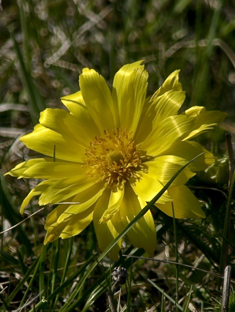 Adonis vernalis by Peter Gerlach